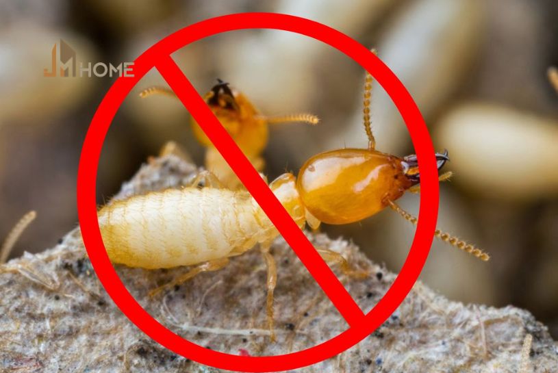 cách diệt mọt gỗ