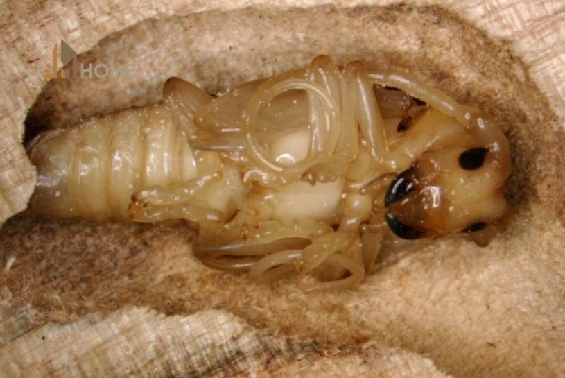 cách diệt mọt gỗ