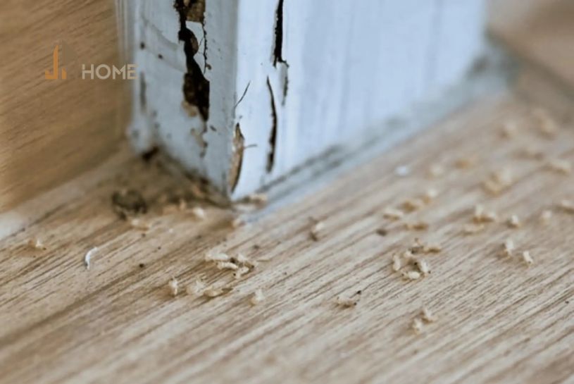 cách diệt mọt gỗ